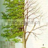 Fagus Sylvatica Plant