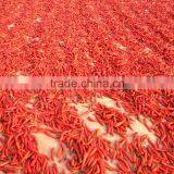 Vietnam Dried Red Hot Chilli thumbnail-1