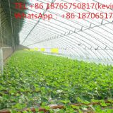 construct build Vegetable Greenhouse&Sun board greenhouses