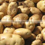 DAYU Potato Drip Tape CE&SGS Certificate thumbnail-6