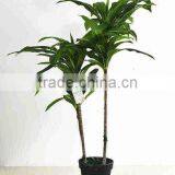 SJ030910 Factory Wholesale Garden Decorative Brazil Wood Plant thumbnail-1