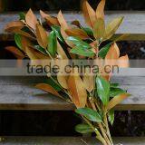 Real Preserved Magnolia Leaves Magnolia Branches for Export thumbnail-2