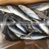 2016 landing sea frozen mackerel 300-500g