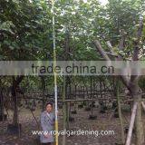 Hibiscus Tiliaceus Tropical Project Plants