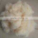 Short Scoured Australia Wool