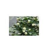 Nuphar Pumilum Root Extract 12:1