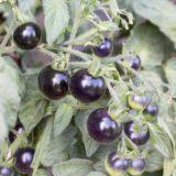 Vegetablel Seed Red & Black Tomato Seed Greenhouse Tomato Seeds no 61 thumbnail-4