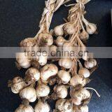 The Best Vegetable Product From China Fresh Garlic thumbnail-5