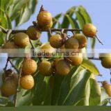 Superior Grade Soapnut Shell For OEM Manufacturing thumbnail-4