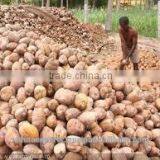 Fresh Coconut and Premium Quality thumbnail-2