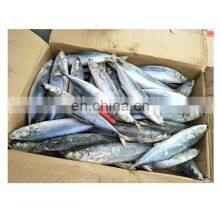 Weihai Seafood Frozen Pacific Mackerel thumbnail-3