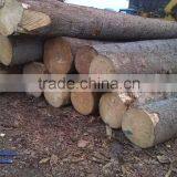 Pine Birch Logs FSC WOOD thumbnail-5