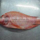 Gutted and Scaled Red Tilapia Fish thumbnail-1