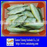 Frozen Yellow Croaker 80 to 100 Gram thumbnail-1