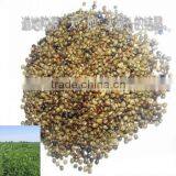 Small Size Chinese Licorice Root Seeds Glycyrrhiza Uralensis Seeds For Growing thumbnail-1