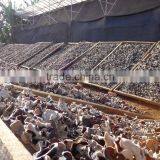 Dried Black Fungus; Champignon Noir; Mu-Err Pilze, Wood Ear Mushroom thumbnail-5