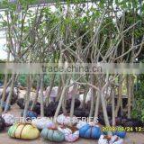 Plumeria Rubra 'Acutifolia'