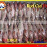 FROZEN WHOLE ROUND REEF COD FISH thumbnail-1