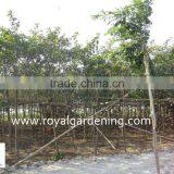 Cassia Surattensis Cassia Glauca Trees