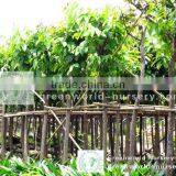 Lagerstroemia Outdoor Plants thumbnail-1