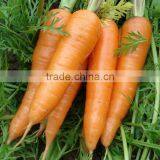 Carrot Type and Umbelliferous Vegetabless Product Type fresh carrots export from China