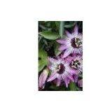 Passion Flower Extract 2% 3%4% Flavone