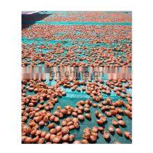 Hot Sale Frozen Scallop Meat Dried Scallop Meat thumbnail-5