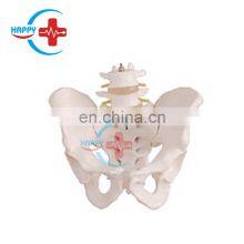 HC-S230 Life-size Pelvis & Lumbar Vertebra Demonstrating Skeleton Teaching Model thumbnail-2