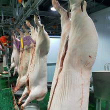 Solution 50-100 per day slaughter equipment pig abattoir machine sow meat processing machinery with pork butcher equipment