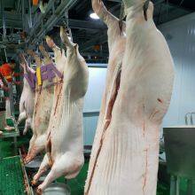 Solution 50-100 per Day Slaughter Equipment Pig Abattoir Machine Sow Meat Processing Machinery With Pork Butcher Equipment