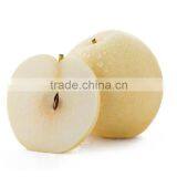 Chinese Fresh New Century Pears Price 10kg thumbnail-1