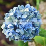 Aibaba Com Processing Type Cut Flowers Hydrangea As Gifts