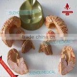 Distribution of Brain and Cerebral Arteries thumbnail-4