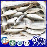 Frozen Decapterus Maruadsi thumbnail-1