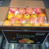 Navel Oranges (Seedless Orange) thumbnail-1