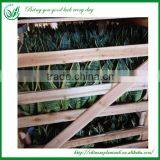 Sansevieria Bonsai for Maket thumbnail-5