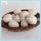 J080654 Artificial Egg