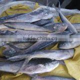 Frozen Mahi Mahi WR Frozen Fish Healthy Foods thumbnail-1