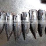 Frozen Bonito HGT thumbnail-1