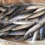 Frozen Pacific Mackerel/frozen Japanese Mackerel thumbnail-5