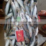 Frozen W/R Sardine Fish for Canning thumbnail-1