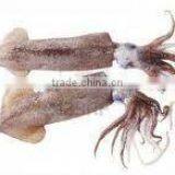 Seafood Small Squid thumbnail-1