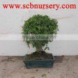 Zelkova Bonsai Ball 25cm thumbnail-1