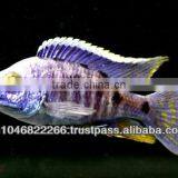 Cichlid Fish Farm for Sale and Export thumbnail-4