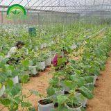 2019 High Strength Multispan Vegetables Greenhouse With Plastic Film for Sale thumbnail-2