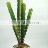 Indoor Decorative Cactus thumbnail-1