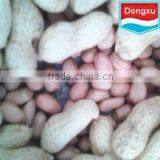 Groundnut / Peanut Kernels