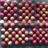 JINGCHUAN QINGUAN thumbnail-4