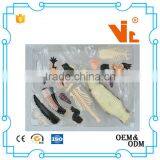 V-AM053 4D MASTER Crocodile Specimen Anatomical Model With Organ Skeleton thumbnail-5