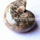Wholesale Natural Snail Fossils Shell Animals Fossils thumbnail-1
